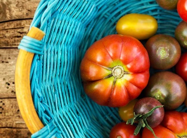 Tomatoes in basket